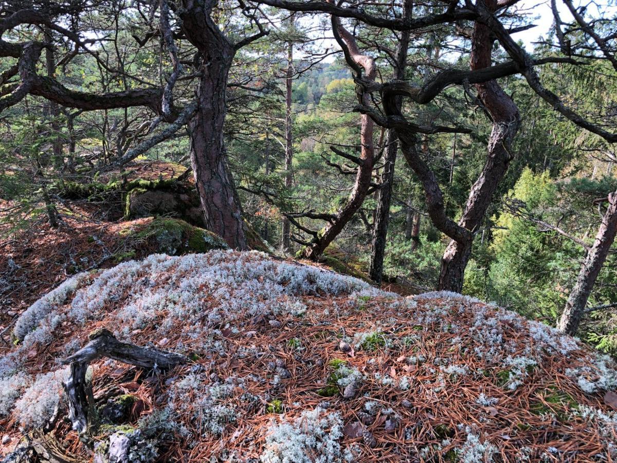 Mysig Och Modern Stuga Pa Snoegard, Naera Havet Och Naturen Lur  Eksteriør billede
