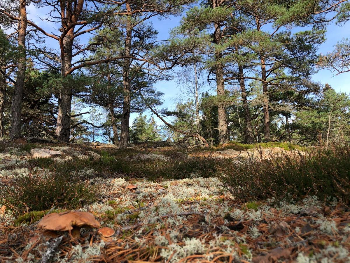 Mysig Och Modern Stuga Pa Snoegard, Naera Havet Och Naturen Lur  Eksteriør billede